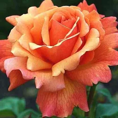 Саженцы роз ИЗИ ДАЗ ИТ флорибунда  Саженцы роз ИЗИ ДАЗ ИТ флорибунда в Новокузнецке