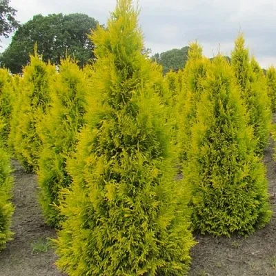 Туя САНКИСТ западная в Новокузнецке
