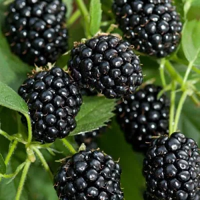 Ежевика АГАВАМ в Новокузнецке