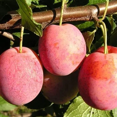 Слива ВИКТОРИЯ в Новокузнецке