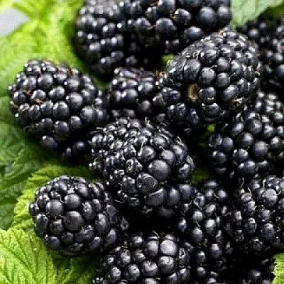 Ежевика БЖЕЗИНА бесшипная  Ежевика БЖЕЗИНА бесшипная в Новокузнецке