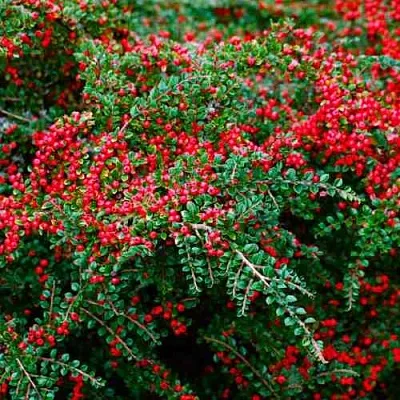 Кизильник горизонтальный  Кизильник горизонтальный в Новокузнецке