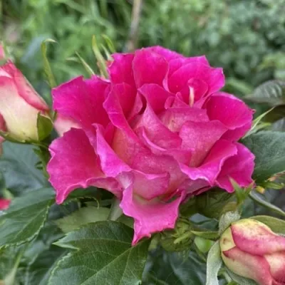 Саженцы роз БРЕРА флорибунда  Саженцы роз БРЕРА флорибунда в Новокузнецке