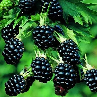 Ежевика КИТАНИНИ бесшипная  Ежевика КИТАНИНИ бесшипная в Новокузнецке