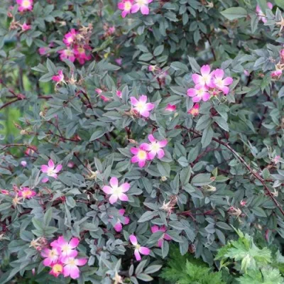 Саженцы роз сизая — описание сорта Саженцы роз сизая в Новокузнецке