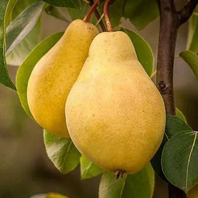 Осенние сорта  Осенние сорта в Новокузнецке