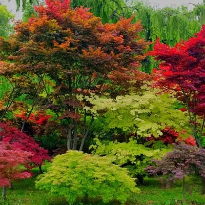 Лиственные деревья в Новокузнецке