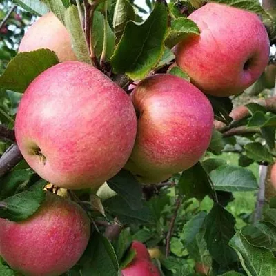 Яблоня ТЕРЕМОК в Новокузнецке