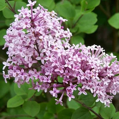 Сирень ПАЛИБИН   Сирень ПАЛИБИН  в Новокузнецке