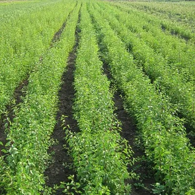 Подвой в Новокузнецке