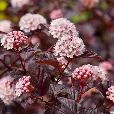 Пузыреплодник АНДРЕ   Пузыреплодник АНДРЕ  в Новокузнецке