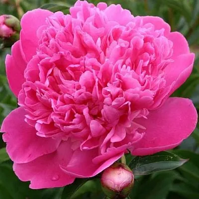 Пион ЭДУЛИС СУПЕРБА травянистый  Пион ЭДУЛИС СУПЕРБА травянистый в Новокузнецке