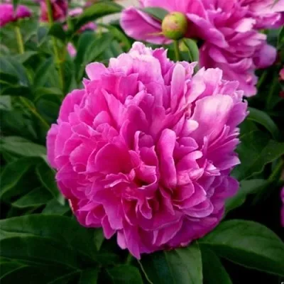 Пион ФЕЛИКС КРАУССЕ травянистый  Пион ФЕЛИКС КРАУССЕ травянистый в Новокузнецке