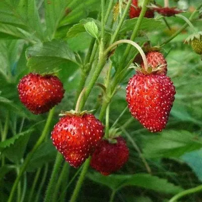 Земляника АЛЬПИЙСКАЯ  Земляника АЛЬПИЙСКАЯ в Новокузнецке