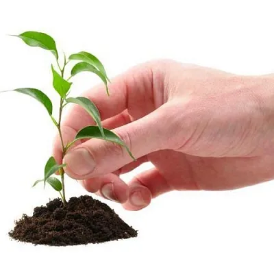 Саженцы в Новокузнецке