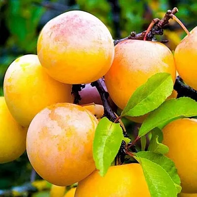 Слива МИНСКАЯ в Новокузнецке