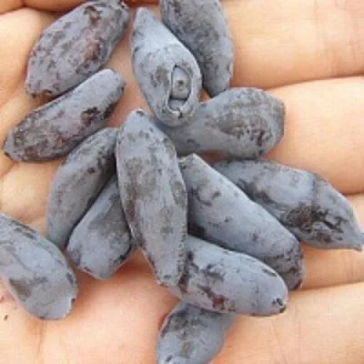 Жимолость съедобная ЧУЛЫМСКАЯ  Жимолость съедобная ЧУЛЫМСКАЯ в Новокузнецке