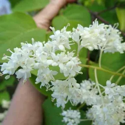 Сирень АМУРСКАЯ в Новокузнецке