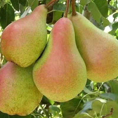 Груша ЛЕСНАЯ КРАСАВИЦА  Груша ЛЕСНАЯ КРАСАВИЦА в Новокузнецке