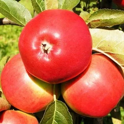 Яблоня СЯБРЫНА в Новокузнецке