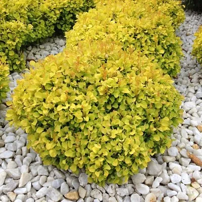 Барбарис БОНАНЗА ГОЛД тунберга  Барбарис БОНАНЗА ГОЛД тунберга в Новокузнецке