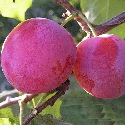 Слива ДЕЛИКАТНАЯ в Новокузнецке