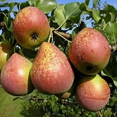 Груша МРАМОРНАЯ  Груша МРАМОРНАЯ в Новокузнецке