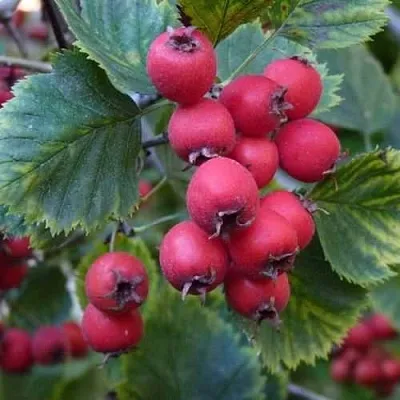 Боярышник АРНОЛЬДА  Боярышник АРНОЛЬДА в Новокузнецке