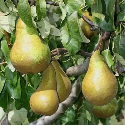 Груша САПФИРА колонновидная  Груша САПФИРА колонновидная в Новокузнецке