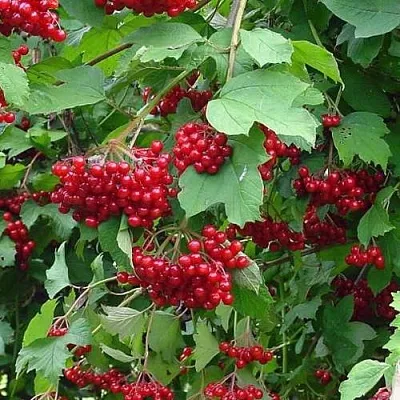 Калина КОМПАКТУМ  Калина КОМПАКТУМ в Новокузнецке