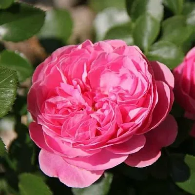 Саженцы роз ЛЕОНАРДО ДА ВИНЧИ флорибунда  Саженцы роз ЛЕОНАРДО ДА ВИНЧИ флорибунда в Новокузнецке