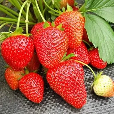 Клубника ВИМА РИНА ремонтантная  Клубника ВИМА РИНА ремонтантная в Новокузнецке