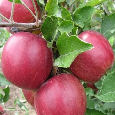 Яблони Московское Ожерелье колонновидная в Новокузнецке