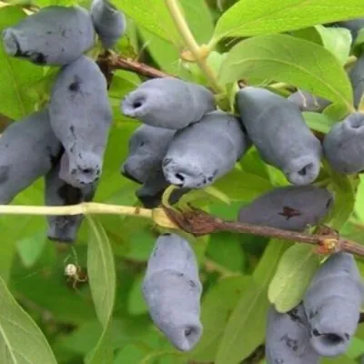 Жимолость съедобная РОКСАНА — описание сорта Жимолость съедобная РОКСАНА в Новокузнецке