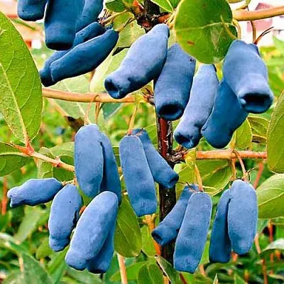 Жимолость съедобная НИМФА (ГАММА)  Жимолость съедобная НИМФА (ГАММА) в Новокузнецке