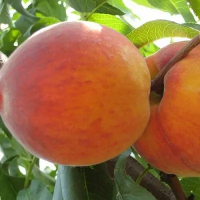 Персик СОЧНЫЙ — описание сорта Персик СОЧНЫЙ в Новокузнецке