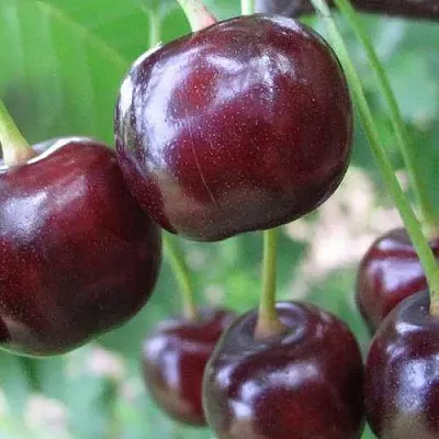 Дюк ФАКЕЛ  Дюк ФАКЕЛ в Новокузнецке