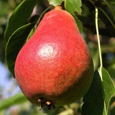 Груша НАРЯДНАЯ ЕФИМОВА  Груша НАРЯДНАЯ ЕФИМОВА в Новокузнецке