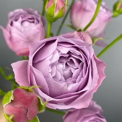 Саженцы роз ЛАВЕНДЕР БАБЛС спрей  Саженцы роз ЛАВЕНДЕР БАБЛС спрей в Новокузнецке