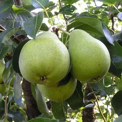 Груша МАСЛЯНИСТАЯ ЛЕТНЯЯ  Груша МАСЛЯНИСТАЯ ЛЕТНЯЯ в Новокузнецке