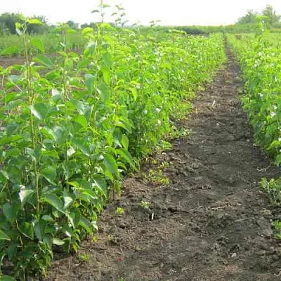 Подвой черешни ДИКАЯ ЧЕРЕШНЯ  Подвой черешни ДИКАЯ ЧЕРЕШНЯ в Новокузнецке