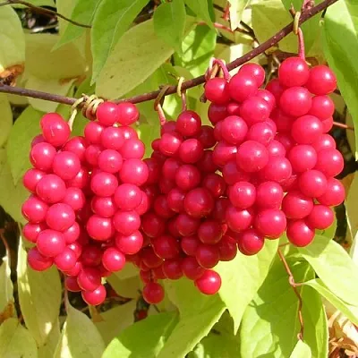 Лимонник в Новокузнецке