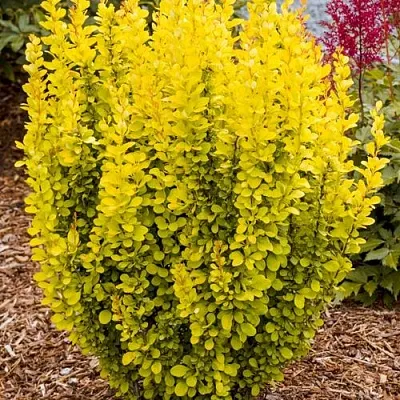 Барбарис ГОЛДЕН ТОРЧ тунберга  Барбарис ГОЛДЕН ТОРЧ тунберга в Новокузнецке