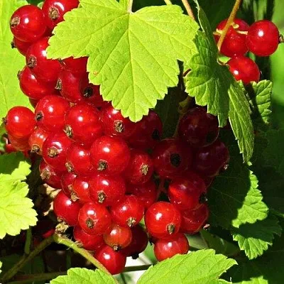 Смородина красная ГАЗЕЛЬ в Новокузнецке