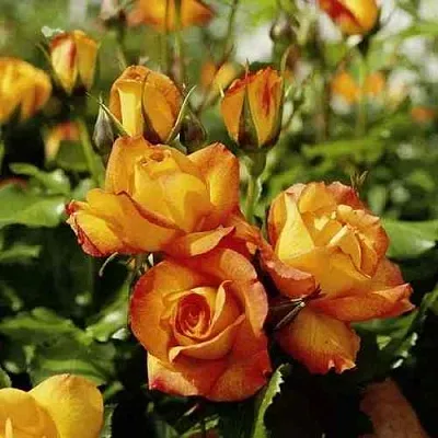 Саженцы роз САХАРА плетистая  Саженцы роз САХАРА плетистая в Новокузнецке