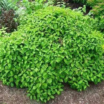 Дерен КЕЛСЕИ шелковистый   Дерен КЕЛСЕИ шелковистый  в Новокузнецке