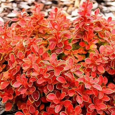 Барбарис КОРАЛ тунберга  Барбарис КОРАЛ тунберга в Новокузнецке