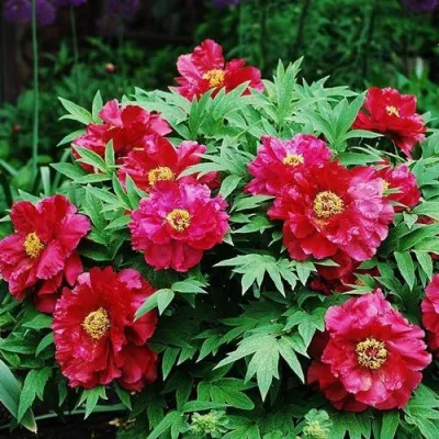 Пион КРАСНЫЙ ЛОТОС древовидный в Новокузнецке