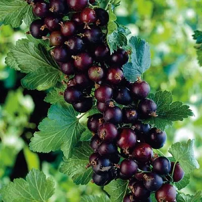 Йошта в Новокузнецке