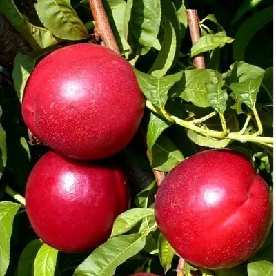 Нектарин ХАРКО в Новокузнецке